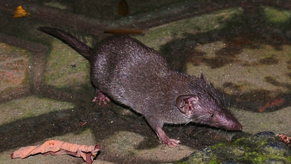 «Συναγερμός» στην Κίνα για τη ζωονόσο Langya: Όσα ξέρουμε μέχρι στιγμής