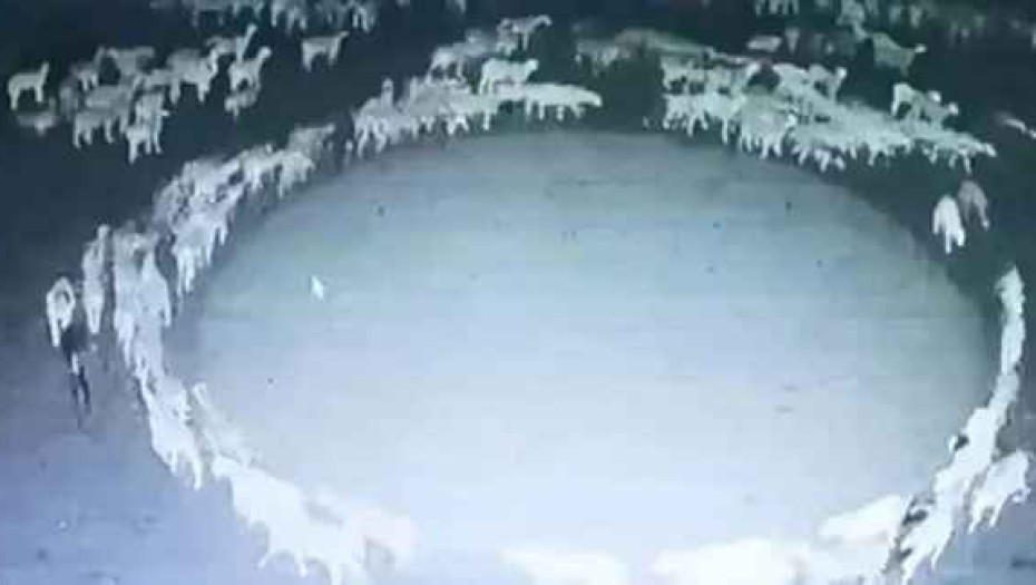 Εκατοντάδες πρόβατα περπατούν κυκλικά για 14 συνεχόμενες μέρες στην Κίνα