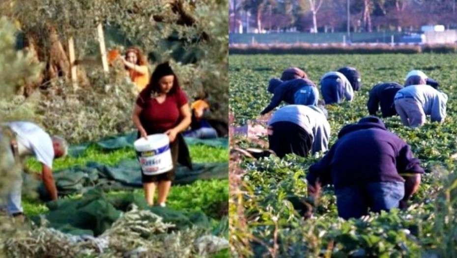 Ευχάριστα νέα: Νέοι Έλληνες στα χωράφια για δουλειά, για πρώτη φορά μετά από 30 χρόνια, φεύγουν οι Αλβανοί