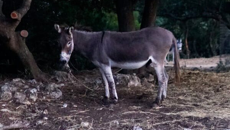 Λέσβος: Κρατούσε γαϊδούρι με δεμένα δύο πόδια του- Συνελήφθη για «παστούρωμα»