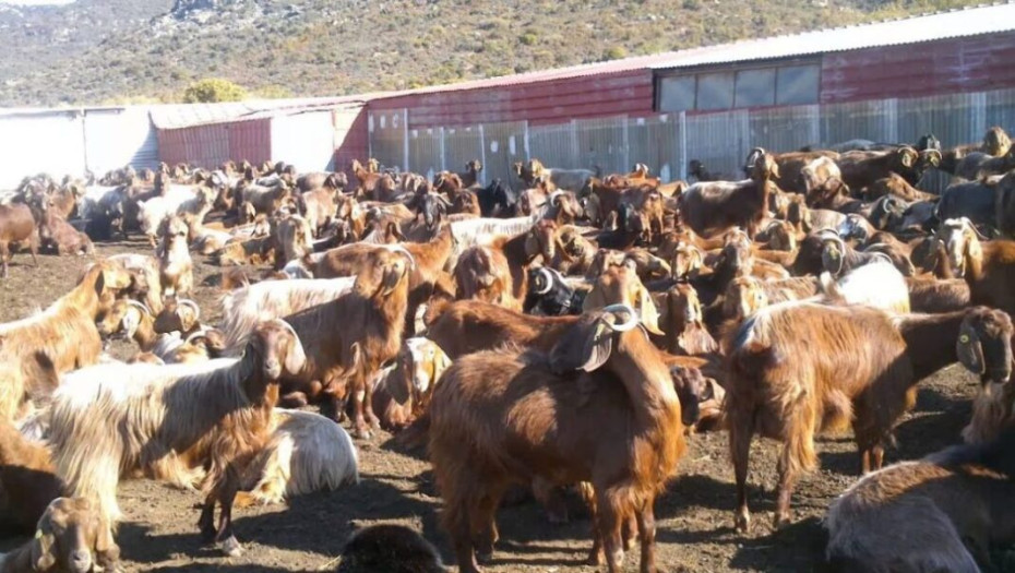 Η Ελλάδα είναι πρώτη στην Ευρώπη σε πληθυσμό γιδιών