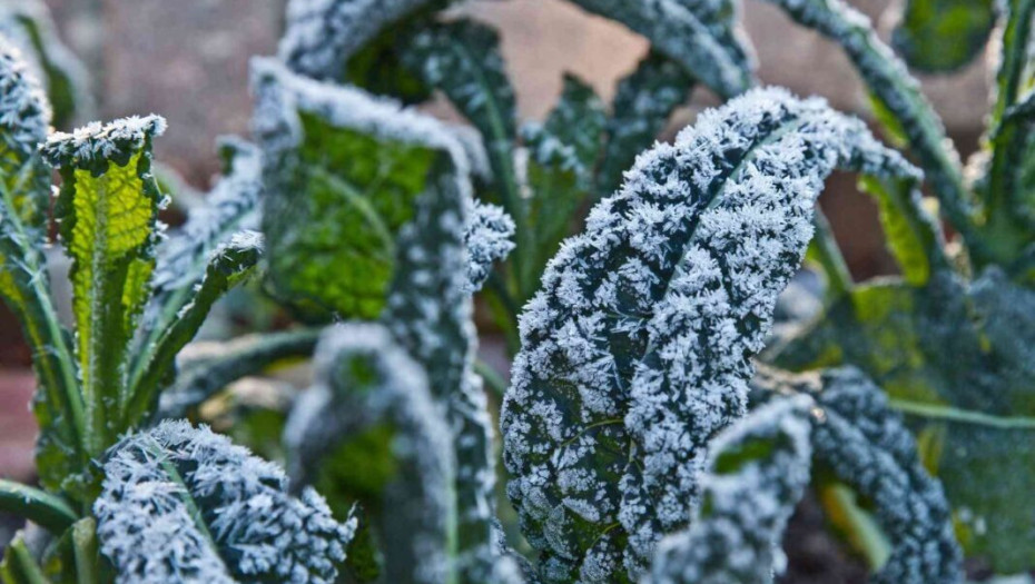 Κακοκαιρία Μπάρμπαρα: Η εφαρμογή frost.minagric.gr ασπίδα προστασίας από τον παγετό