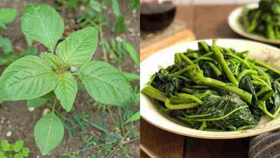 Χόρτα βλίτα: Ανεκτίμητη διατροφική αξία – Ποια τα οφέλη αλλά και οι παρενέργειες – Τι να προσέχετε