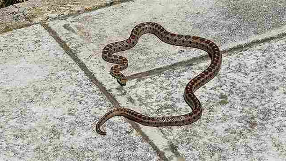 Νέα Αγχίαλος: Οχιά δάγκωσε γυναίκα σε αυλή σπιτιού