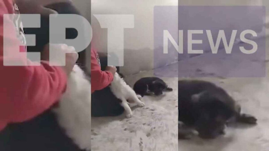 Ανακοίνωση της Π.Φ.Π.Ο για τον Θάνατο κουταβιού στις Σέρρες από ανήλικο