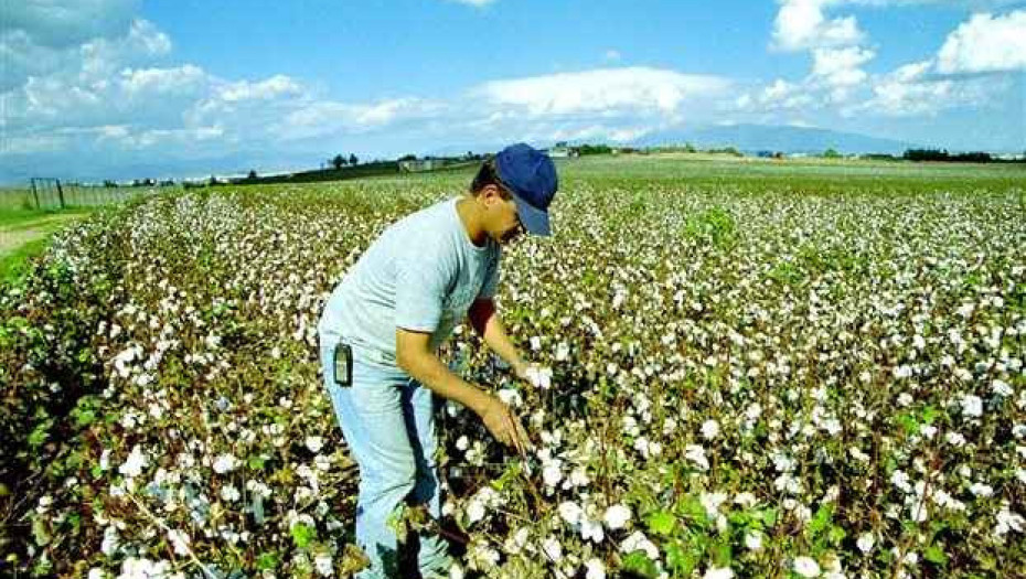 H επιδότηση στο βαμβάκι: 73,39 ευρώ το στρέμμα