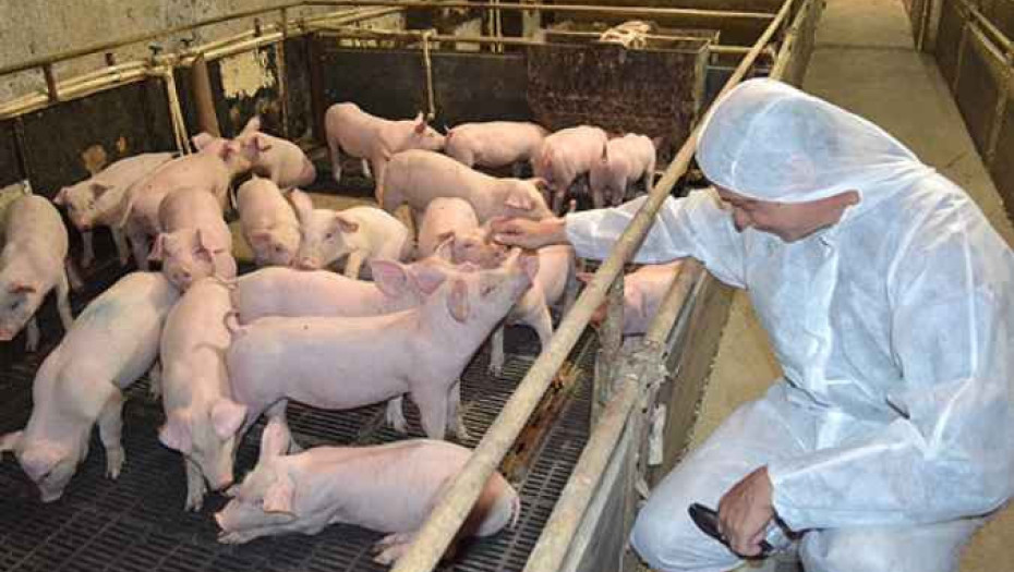 Και πάλι στο Νομό Σερρών κρούσμα Αφρικανικής Πανώλης