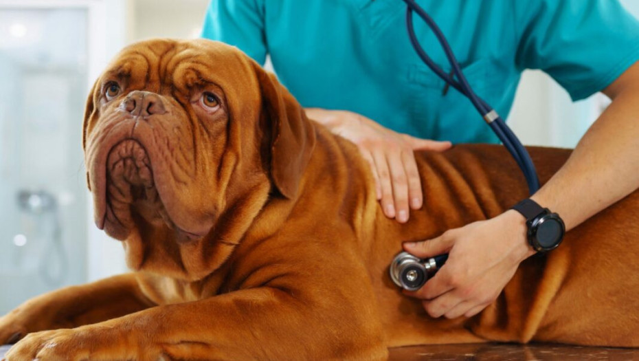 Οι εξετάσεις που πρέπει να κάνει ο σκύλος σας το φθινόπωρο