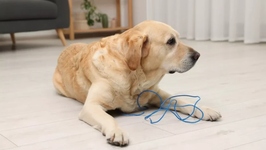 Πώς να αποτρέψετε τον σκύλο σας από το μάσημα ηλεκτρικών καλωδίων