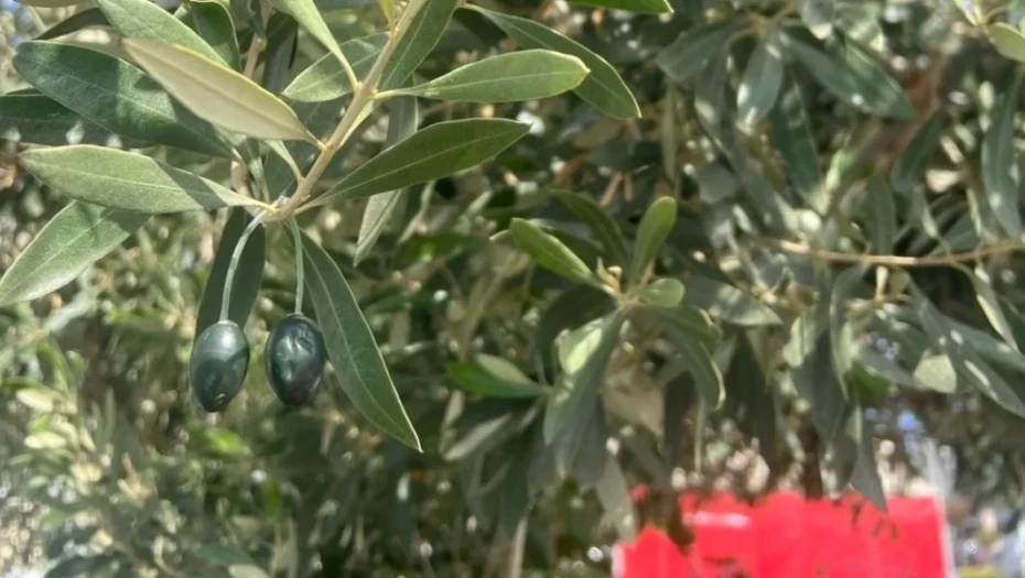 Ηράκλειο: Παραγωγοί βάζουν στα δέντρα τσιπάκια GPS με όψη ελαιοκάρπου για την προστασία από κλοπές