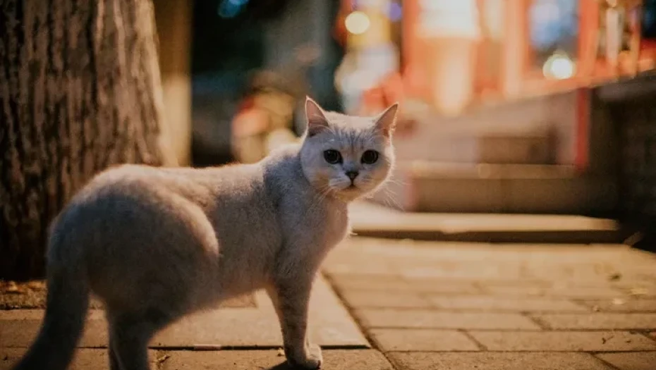 Κίνα: Διάσωση 1.000 γατών από σφαγή – Το κρέας τους θα πωλούταν ως χοιρινό κι αρνίσιο