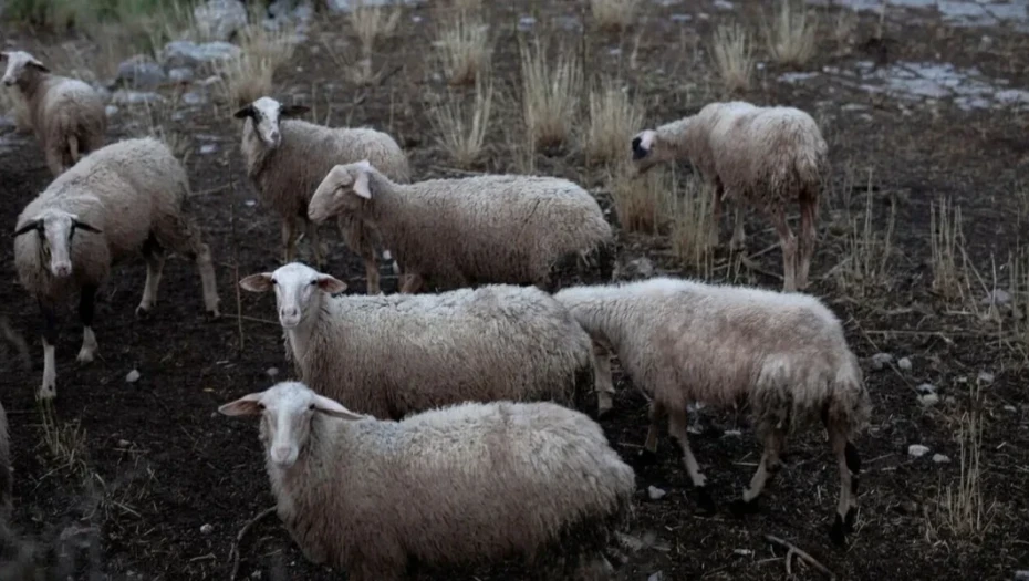 Για την αντιμετώπιση της ευλογιάς των αιγοπροβάτων: 7 μέτρα σε ισχύ στις Σέρρες