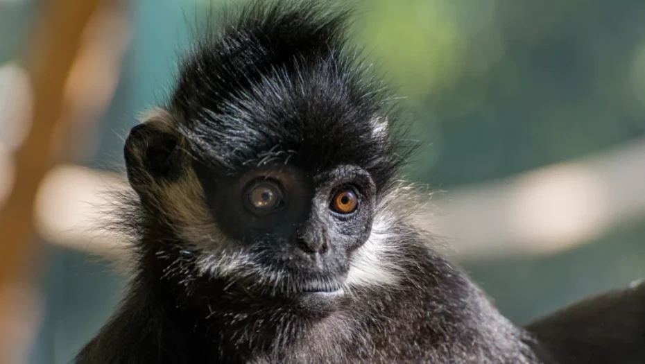 Ινδία: Πίθηκος δολοφόνησε με φρικτό τρόπο 10χρονο