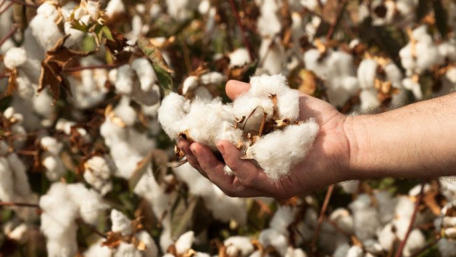 Βασικές οδηγίες για τη καλλιέργεια του βαμβακιού