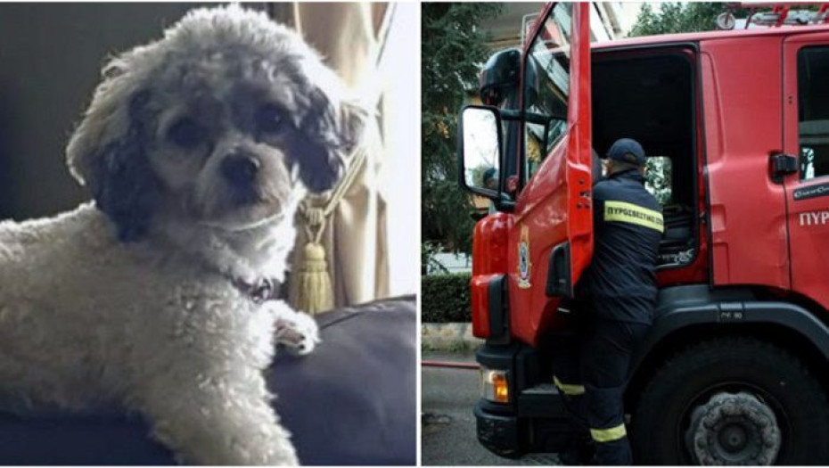 Θεσσαλονίκη: Σκύλος Έσωσε Μητέρα Και Κόρη Από Τη Φωτιά Που Ξέσπασε Όταν Η Οικογένεια Κοιμόταν