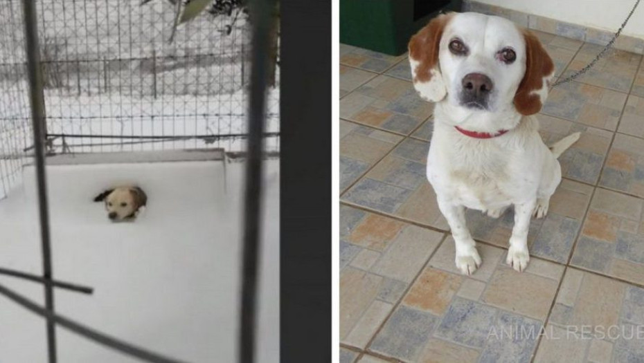 Σώθηκε σκυλάκι στην Λήμνο που το είχαν αφήσει δεμένο μέσα στο χιόνι