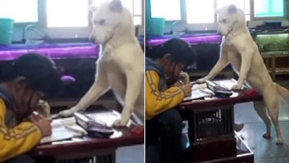 Πατέρας εκπαίδευσε το σκύλο του να επιβλέπει την κόρη του για να μη σηκώνει κεφάλι από τα μαθήματά της