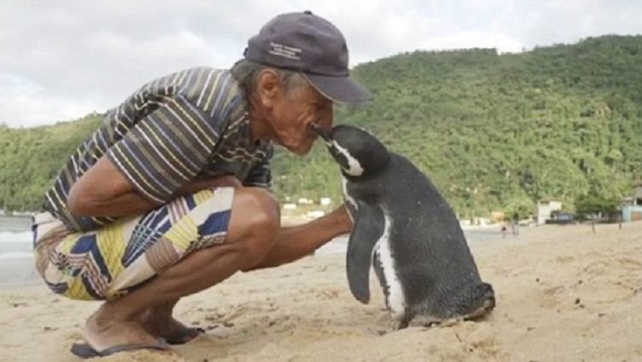 Βραζιλία: Πιγκουίνος κολυμπά 8.000 χιλιόμετρα κάθε χρόνο για να δει τον άνδρα που του έσωσε τη ζωή