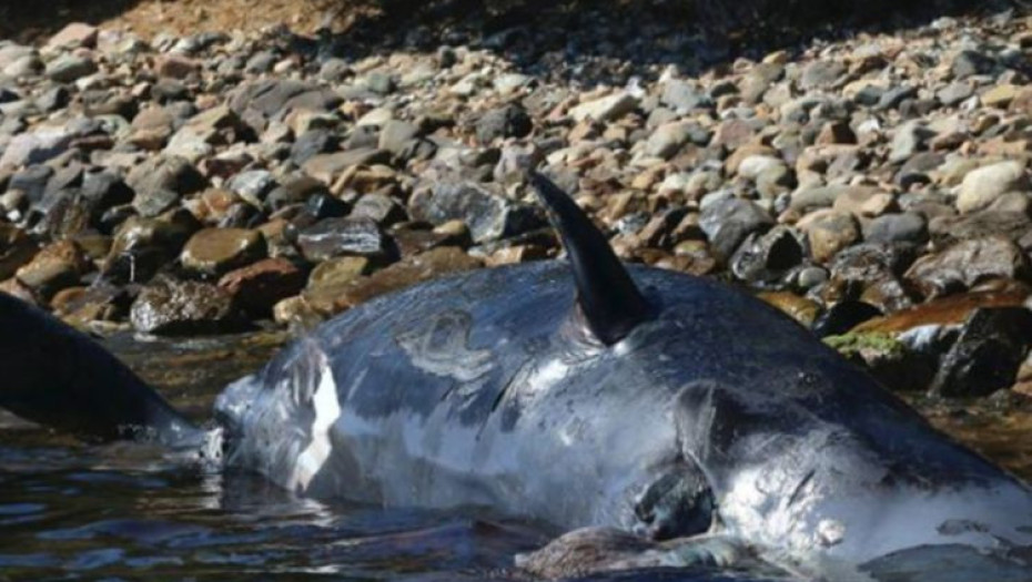 Νεκρή έγκυος φάλαινα είχε στο στομάχι της 22 κιλά πλαστικό