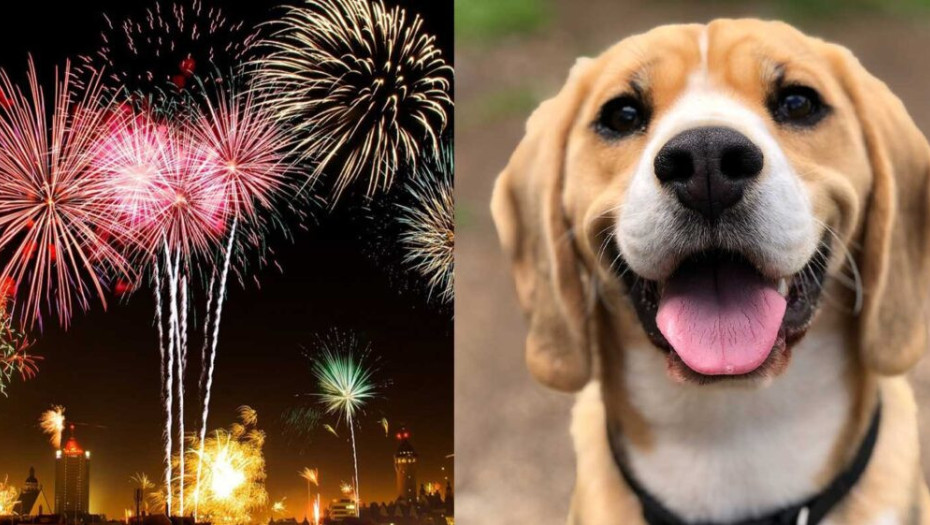 Καβάλα: Θα καλωσορίσουν το 2024 με αθόρυβα πυροτεχνńματα για να μην τρоμάξоυν τα ζώα