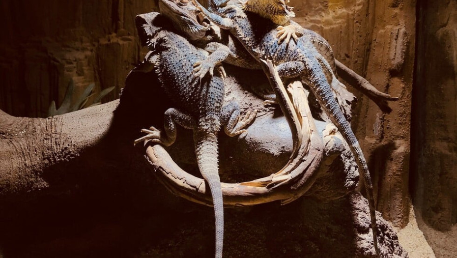 Αυστραλία: Κατασχέθηκαν 257 σαύρες και τρία φίδια