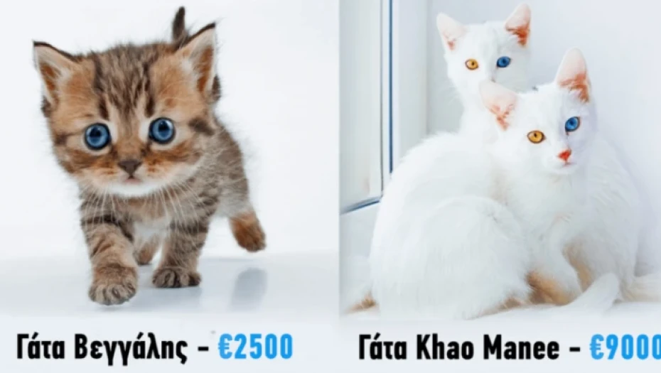19 Γάτες πολυτελείας που κοστίζουν μια ολόκληρη περιουσία.