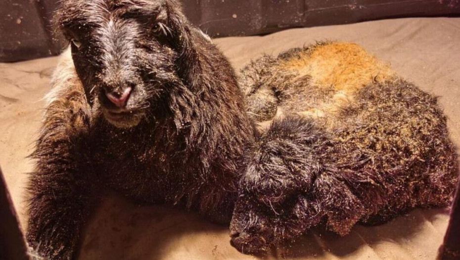 Κίνα: Κλωνοποίησαν θιβετιανές κατσίκες όπως έγινε με τη «Dolly» το 1996