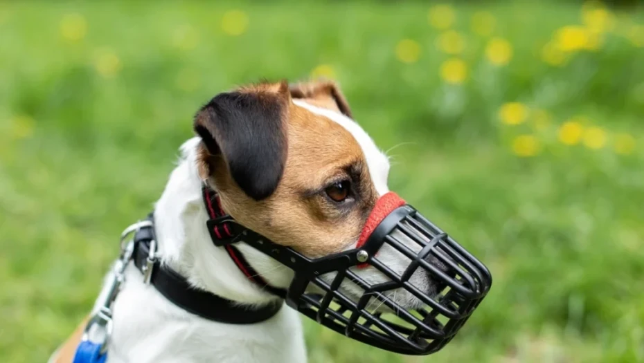 Γερμανία: Εφιάλτης για 66χρονο άνδρα, ο σκύλος του έκοψε το πέος και το έφαγε