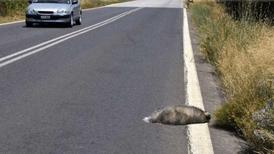Ερώτηση Βαλταδώρου για την περισσυλογή Νεκρών ζώων στη Περιφέρεια ΚΜ