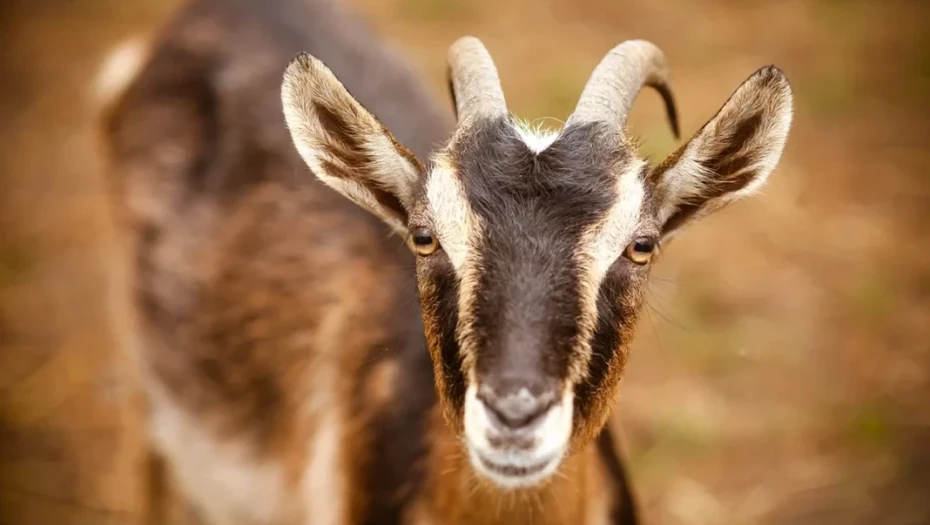 Ιταλία: Δήμαρχος χαρίζει κατσίκια λόγω υπερπληθυσμού