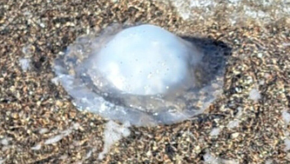 Ρόδος: Γέμισε με τροπικές μέδουσες που φτάνουν το 1 μέτρο – Τι να κάνετε αν σας τσιμπήσει