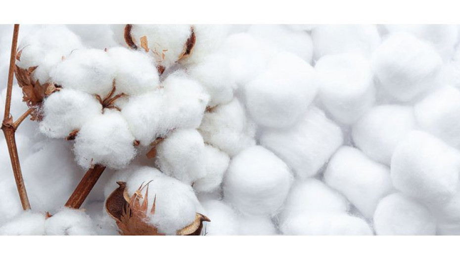 ΔΑΟΚ Σερρών: Γεωργικές προειδοποιήσεις για τη Φυτοπροστασία στη καλλιέργεια του Βαμβακιού