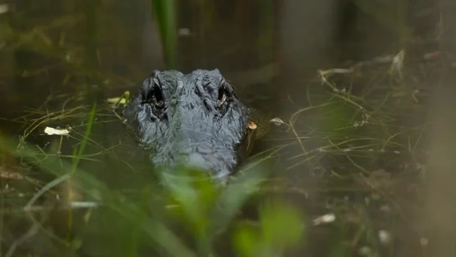 Ινδία: Τσακώθηκαν και η μάνα πέταξε το 6χρονο παιδί τους σε ποτάμι με κροκόδειλους