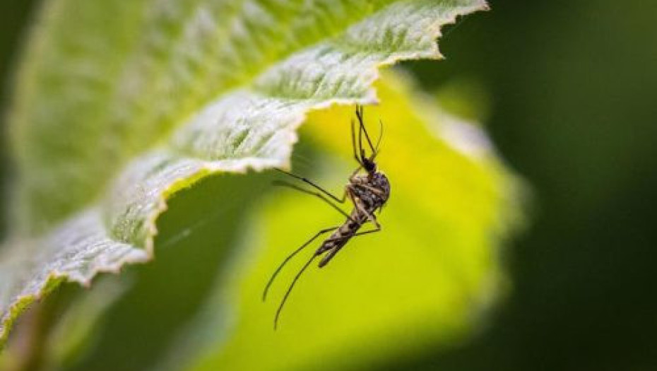 Εννέα κρούσματα ιού του Δυτικού Νείλου στις Σέρρες