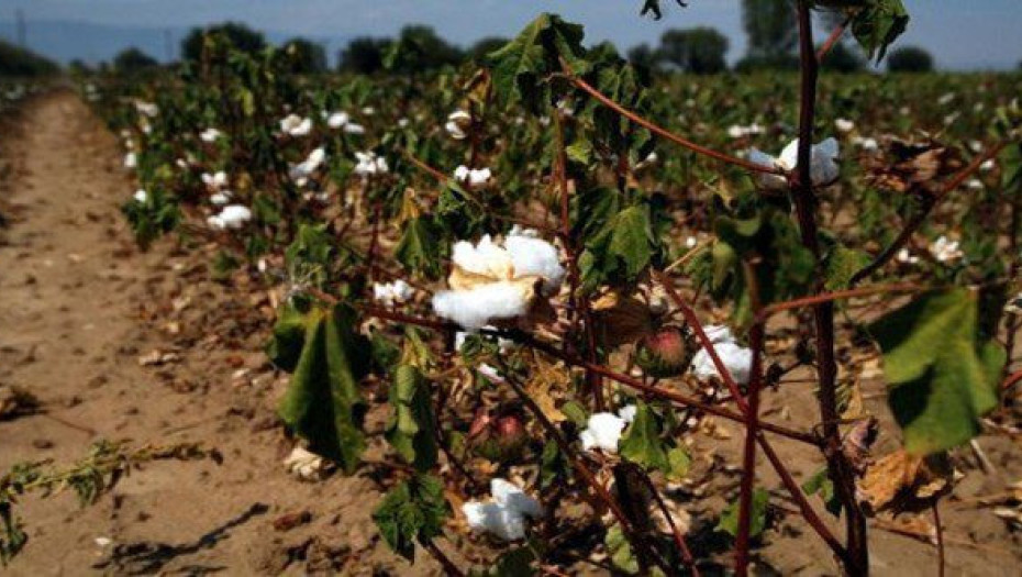 Συμβουλές για την καλλιέργεια του βαμβακιού από τη Δ.Α.Ο.Κ. Σερρών σε συνεργασία με το Π.Κ.Π.Φ.Π. Φ.Ε. Καβάλας