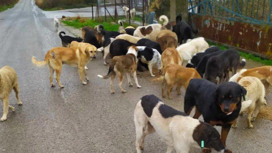 5.000.000,00 € στους δήμους για τα αδέσποτα