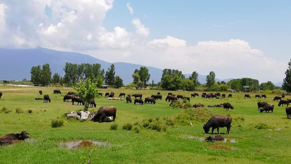 Από τον Κτηνοτροφικό Συνεταιρισμό Βουβαλοτρόφων επιστημονική ημερίδα στην Κερκίνη