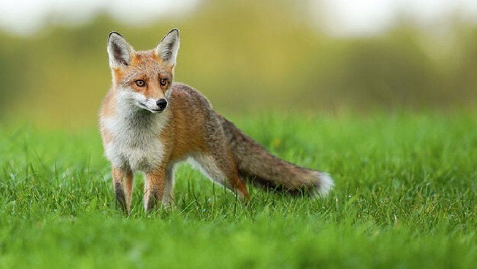 Έναρξη της 20ής Εμβολιαστικής Εκστρατείας των Αλεπούδων για το Πρόγραμμα Επιτήρησης και Καταπολέμησης της Λύσσας