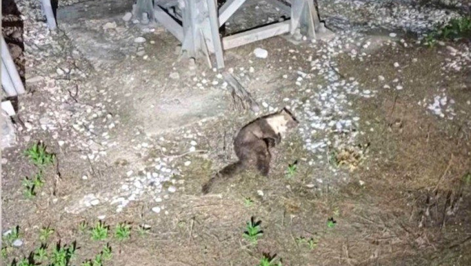 Ένα «κουνάβι» προκάλεσε την διακοπή ρεύματος