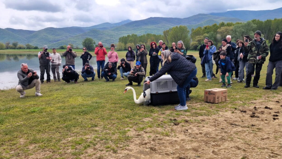 Από το Σύλλογο Περίθαλψης & Προστασίας Άγριων Ζώων «Αλκυόνη» της Πάρου στη Λίμνη Κερκίνη η επανένταξη