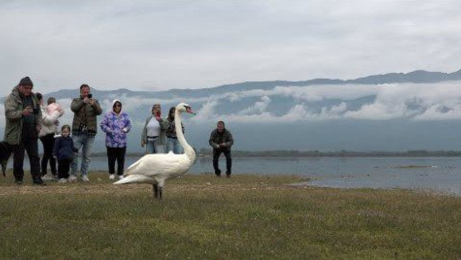 Στη Λίμνη Κερκίνη αφέθηκε ελεύθερος εντυπωσιακός βουβόκυκνος