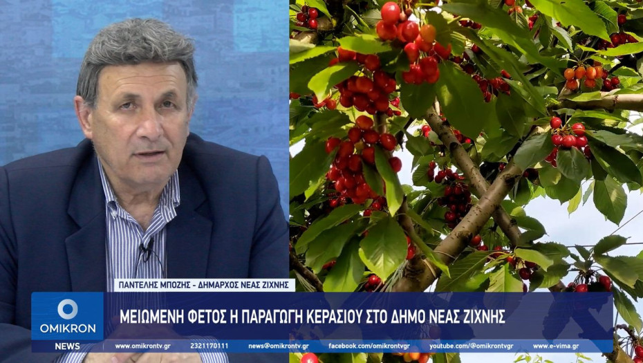 Μειωμένη φέτος η παραγωγή κερασιού στο Δήμο Νέας Ζίχνης