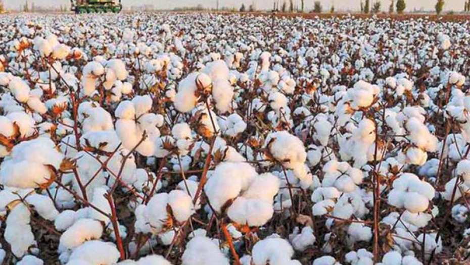 Δελτίο Γεωργικών Προειδοποιήσεων για την φυτοπροστασία του Βαμβακιού