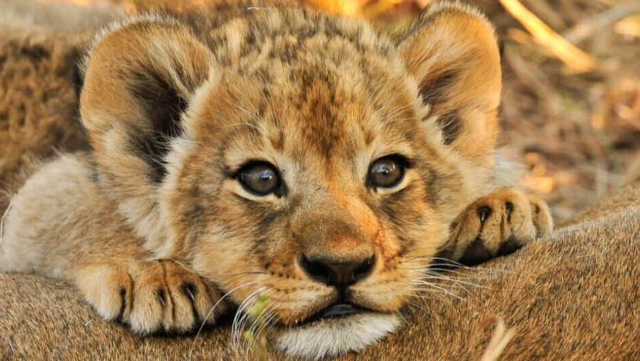 Εστιατόριο στην Κίνα προσφέρει γεύμα «αγκαλιά» με λιονταράκια