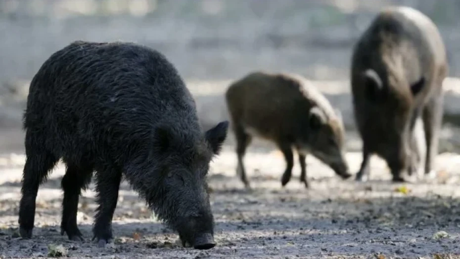Κρούσμα πανώλης των χοίρων στα όρια των Νομών Σερρών και Καβάλας