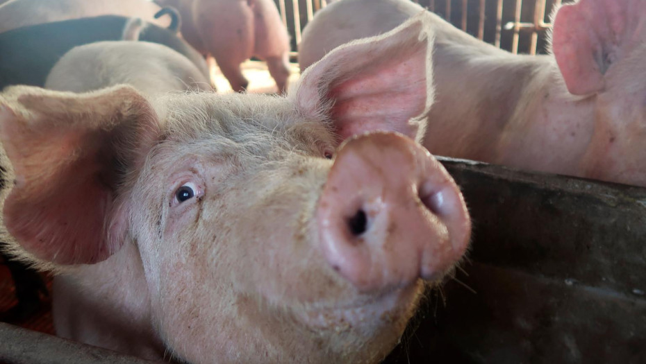 Σέρρες: Κρούσμα αφρικανικής πανώλης των χοίρων- Μέτρα από την Π.Ε