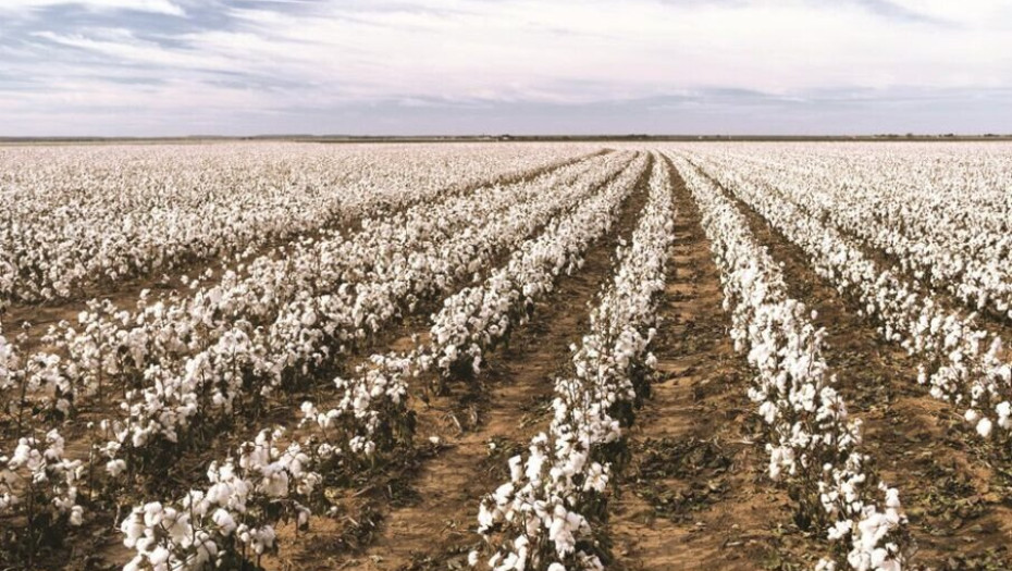 Π.Ε Σερρών: Οδηγίες για την αποτελεσματική φυτοπροστασία στη καλλιέργεια βαμβακιού