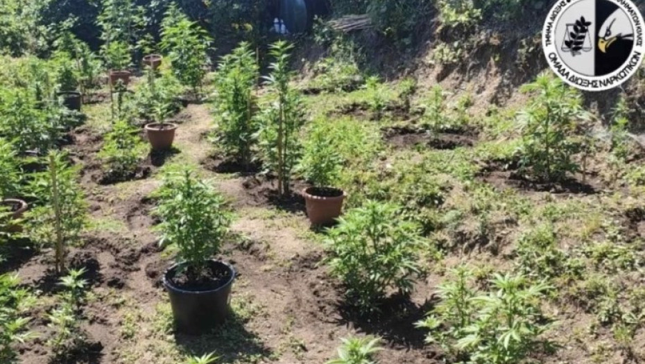 Συνελήφθη ένα άτομο για καλλιέργεια δενδρυλλίων κάνναβης στο Κιλκίς : Κατασχέθηκαν 60 δενδρύλλια κάνναβης ύψους έως 170 εκατοστών