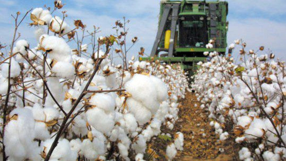 ΔΑΟΚ Σερρών: Δελτίο Γεωργικών Προειδοποιήσεων για την Φυτοπροστασία στην καλλιέργεια του Βαμβακιού