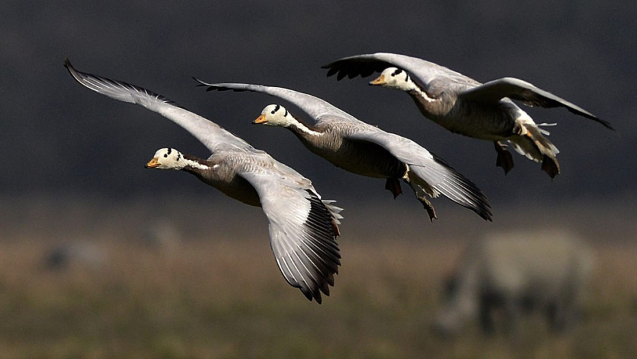 Πώς μία… χήνα προκάλεσε διαμάχη μεταξύ Νορβηγίας και Σουηδίας